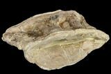 Cretaceous Fossil Fish (Xiphactinus) Vertebra - Kansas #113024-2